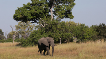 Rejtélyes elefántpusztulás: 2 hónap alatt 154 állat hullott el Botswanában