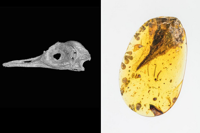 2 grammos lehetett a legapróbb ismert dinoszaurusz: úgy nézett ki, mint egy madár, csak fogakkal