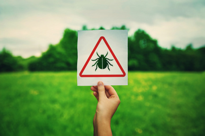 Két súlyos betegség, amit kullancsok terjesztenek: nem csak a Lyme-kór miatt kell aggódni