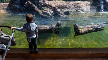 Az állatházak is kinyitnak a budapesti állatkertben