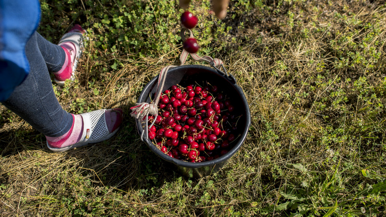 Minden idők egyik leggyengébb gyümölcstermése várható Magyarországon