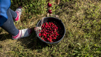 Minden idők egyik leggyengébb gyümölcstermése várható Magyarországon