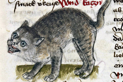 Nem volt könnyű dolga a középkori macskáknak: miért rettegtek tőlük annyian?