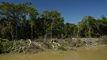 Illegális magántulajdonban van az Amazonas brazíliai esőerdeinek negyede