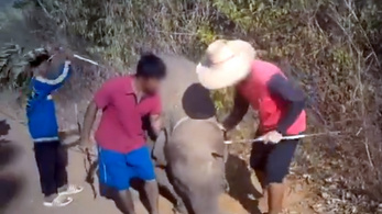 Rejtett kamerás felvételekkel bizonyították az elefántok kínzását Thaiföldön