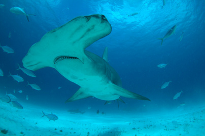 6 közkedvelt tengerpart, ahol cápa is felbukkanhat - Gyönyörű, de veszélyes