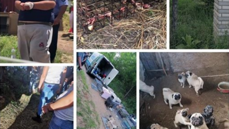 58 kutyát, 7 kecskét és 5 macskát mentettek ki egy nyírbogáti ingatlanról