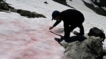Algáktól rózsaszín az alpesi jég, és ennek komoly következményei lehetnek