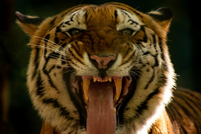 tigris nyitó