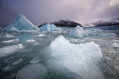 Elsavasodnak a tengerek: a sarki jégtakaró olvadása az egész tengeri élővilágra veszélyt jelent