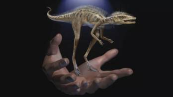 Tenyérnyi méretű dinoszauruszt fedeztek fel