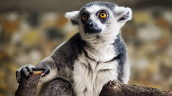 Elveszíthetjük a lemurokat, ha nem javul a helyzet