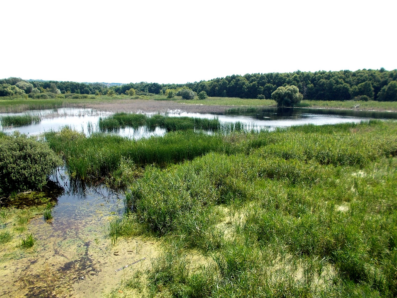 Merzse Marsh Nature Reserve, reeds, Rákoshegy, 2016 Hungary