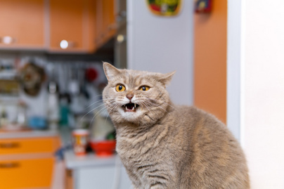 Hétköznapi illatok, amiket utálnak a macskák: nem csak a citrusféléktől undorodnak