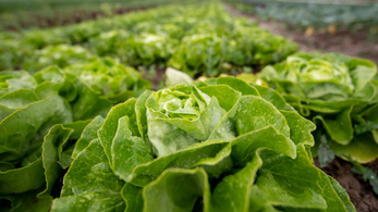 A szalmonellabaktérium rájött, hogyan lesz képtelenség lemosni a salátáról