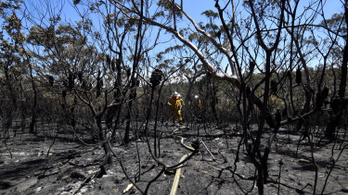 Több lehet a kihalófélben lévő állat az ausztrál bozóttüzek miatt