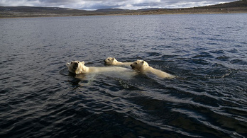 Az évszázad végére kihalhat a jegesmedve