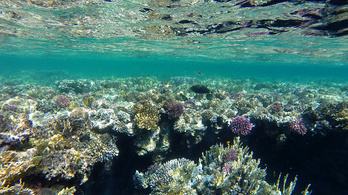 A vörös-tengeri koralloknak meg se kottyan a melegedés