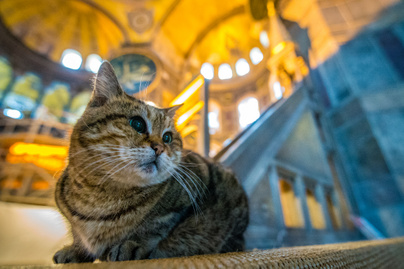 16 éve él egy macska a Hagia Szophia mecsetében - Látszik, mennyire otthon érzi magát