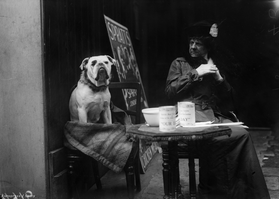 1916, Joseph Jacques Césaire Joffre tábornok sebesült bulldogja pihen egy francia kávézóban. A háborúban szolgált vagy árván maradt kutyákat általában civilek vették gondozásba a harcok után, ez alól csak a vietnami háború volt kivétel, ahol a kutyákat nem hozták haza, hanem elaltatták vagy otthagyták a szövetséges csapatoknak.