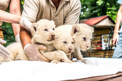 A bolyhos oroszlánkölykök külseje nem mindennapi: képeken a nyíregyházi hármas ikrek