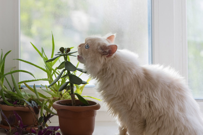10 szobanövény, ami életveszélyes a háziállatok számára - Olyan is van közöttük, ami a gyógyhatásáról ismert