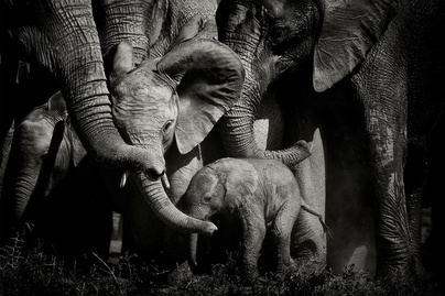 8 erőteljes kép az elefántok világáról: testközelből fotózta a csorda életét a férfi