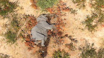 Rejtély, hogy mi okozta a botswanai tömeges elefántpusztulást