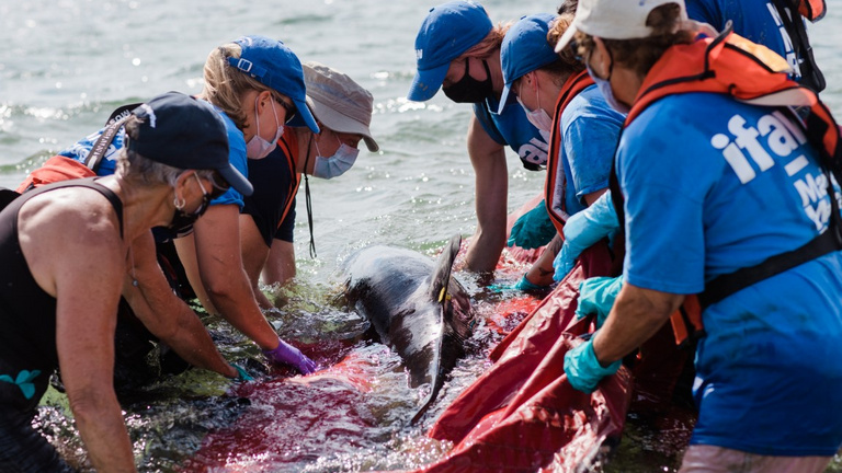 Közel félszáz delfin sodródott partra Massachusettsben, önkéntesek mentették meg őket