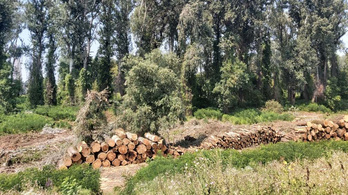 Megint tarvágással pusztítottak el egy erdőrészletet Tiszaugnál