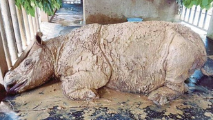 Őssejtekből élesztenék fel a tavaly kihalt malajziai orrszarvút