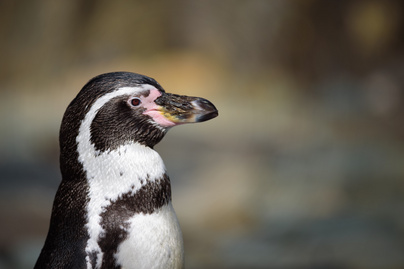 humboldt-pingvin
