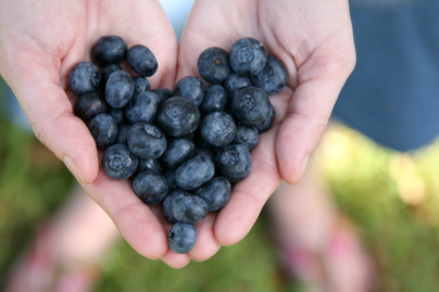 A fekete áfonya 5 jótékony hatása: segít megelőzni a rákot és a szívbetegséget is