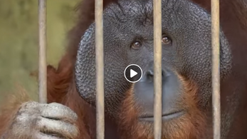 Két védett orangutánt szabadítottak ki állatvédők egy indonéz vidámparkból