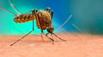 750 millió génmódosított szúnyogot engednek szabadjára Floridában