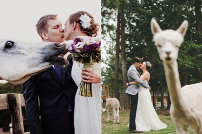 10 állat, aki nem bírta elviselni, hogy nem rájuk figyelnek az esküvői fotózáson - Széttrollkodták a képeket