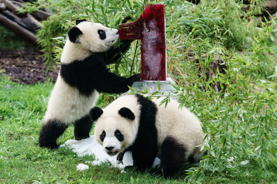 Így ünnepelték első születésnapjukat a pandaikrek: irtó cuki fotók készültek