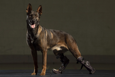 Katonák életét mentette meg a bátor kutya - Most kitüntetést kapott érte