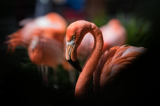 Angry birds a valóságban: túl rózsaszín flamingók és egyéb dühös madarak