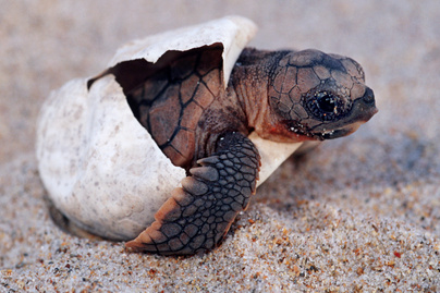 Frissen kikelt bébi teknősök pusztultak el: szomorú ok derült ki a laborban
