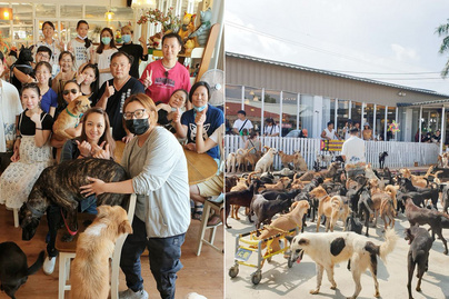 3000 kóbor kutyának biztosít jobb életet a tajvani család – Lenyűgöző, amit a rászoruló ebekért tesznek