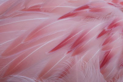 flamingó nyitóka