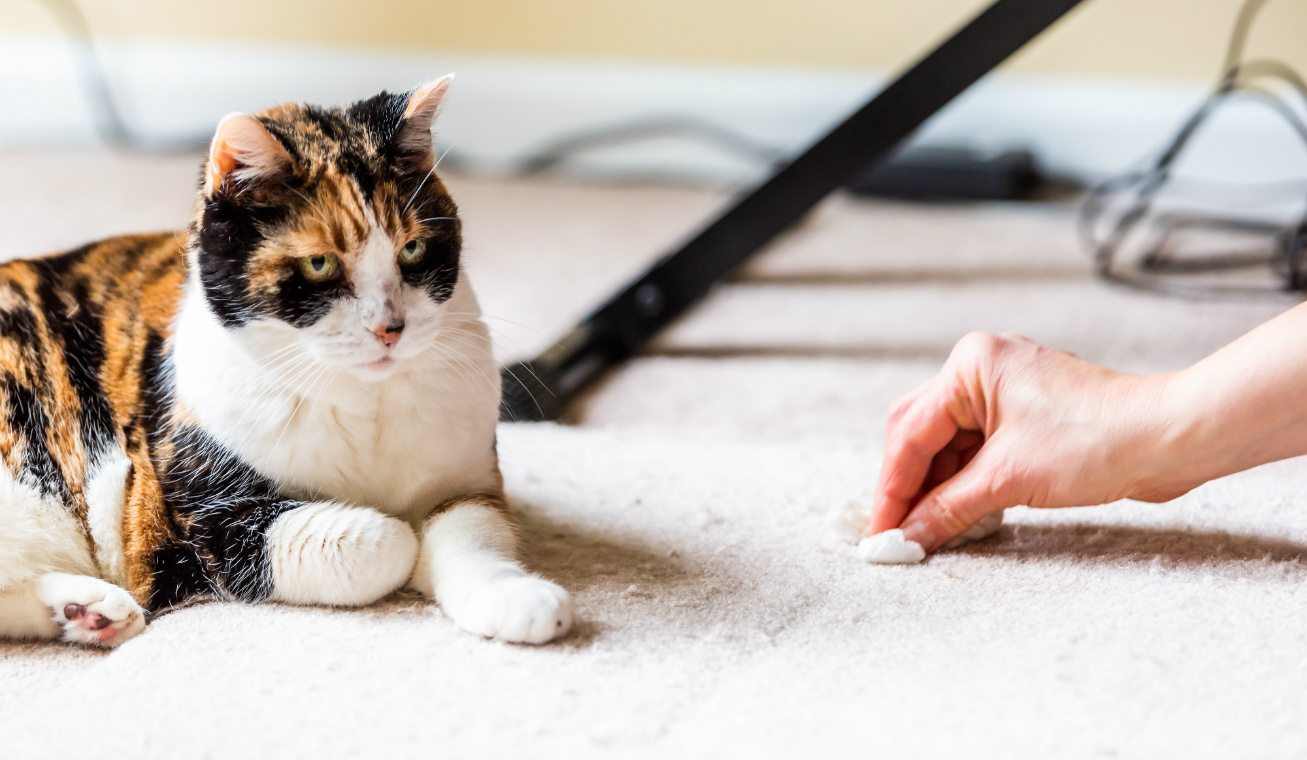 macska pisi szőnyeg