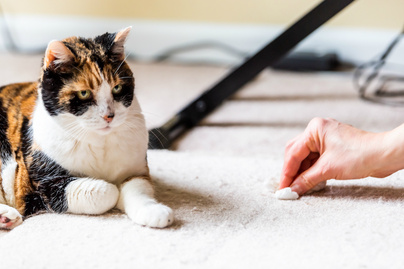 Ezért pisil a macska a szőnyegre, ágyra - Nem csak a bosszú áll a háttérben