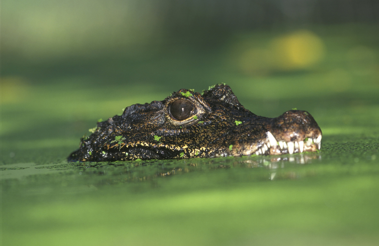 tompaorru-krokodil