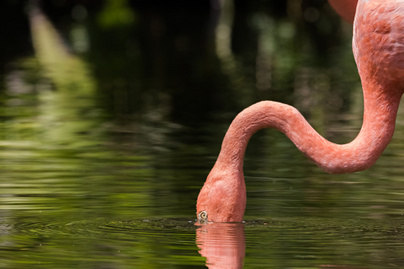 flamingó eszik