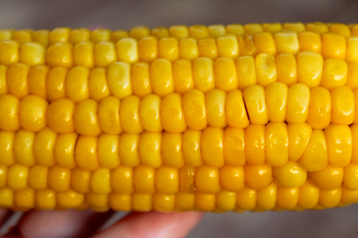 Az élet nagy kérdései: miért nem emésztjük meg a kukoricát?
