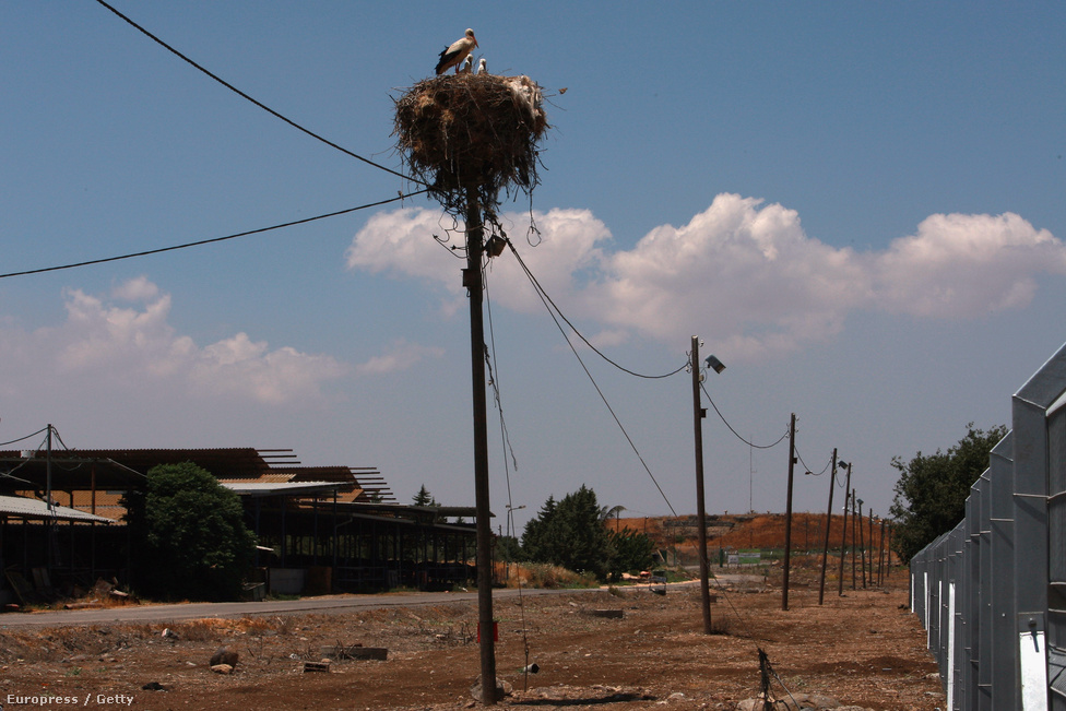 Gólyapár költ a Golán-fennsíkon. Szokatlan kép, ugyanis a gólyák Európában költenek, és telelni mennek Afrikába. Ez a pár úgy döntött, hogy a szíriai határ mentén épít fészket