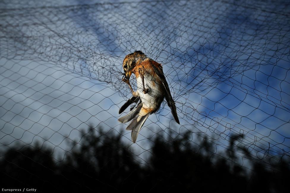 Fenyőpinty egy madárhálóban a Brit Ornitológus Társaság egyik megfigyelőtelepén. A madarakat csak a katalógusba vétel idejére tartják fogva, aztán elengedik őket.
