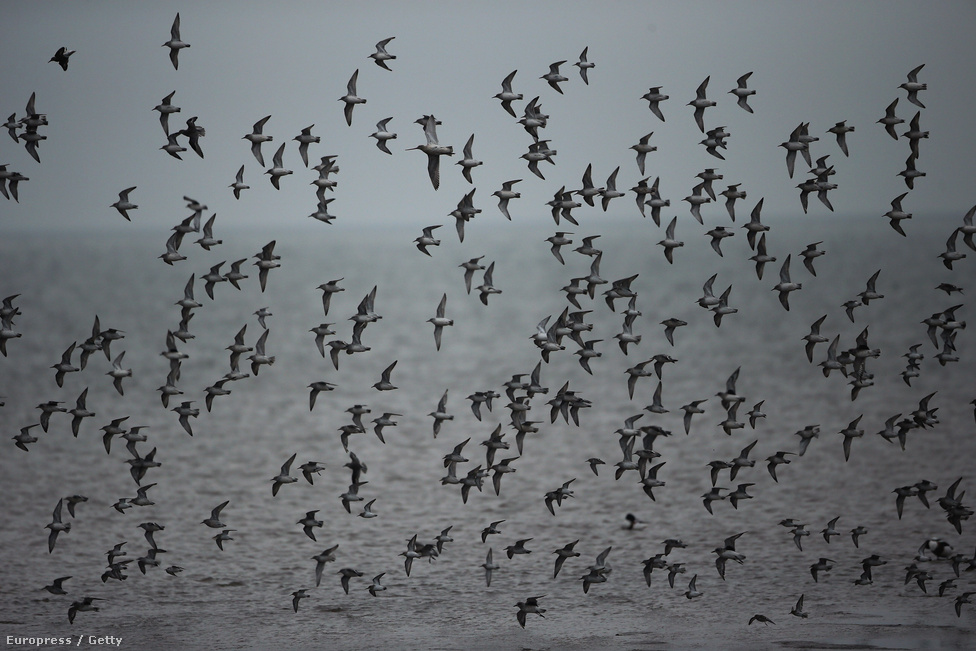 Partfutó madarak serege Angliában. A költöző madarak energiatakarékosságból repülnek csoportosan, a nagyobb testű fajok így 20 százalékkal több energiát spórolnak, mintha egyedül repülnének. A csoport nagyobb védelmet nyújt a költöző madarak vadászatára specializálódott ragadozók ellen is.